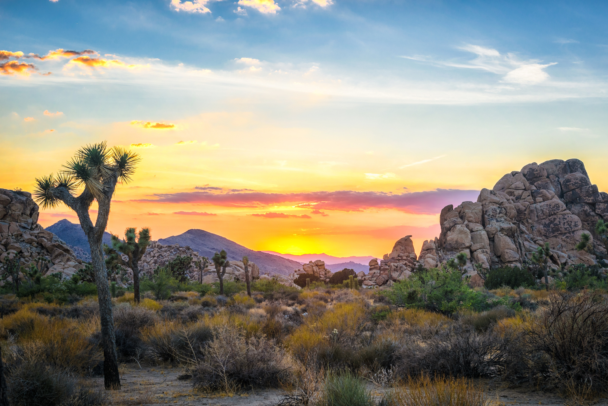 Joshua Tree National Park